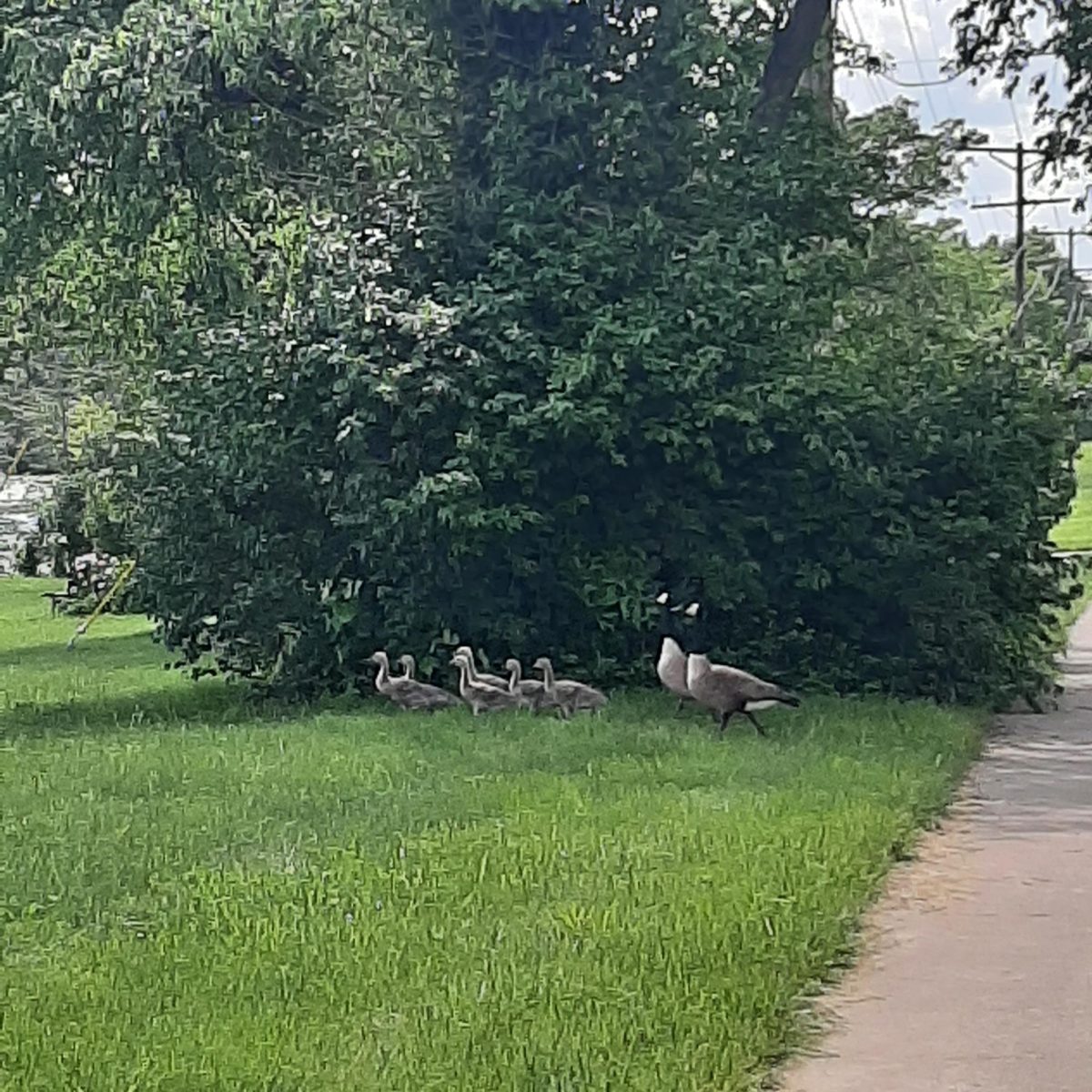 Lakeview Geese